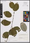 Foto von Salix caprea L.